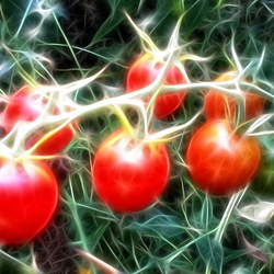 Jigsaw puzzle: Fractal Tomatoes