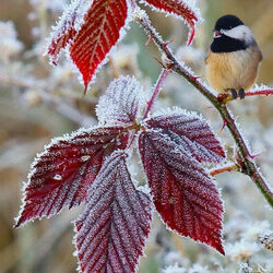 Jigsaw puzzle: First frosts
