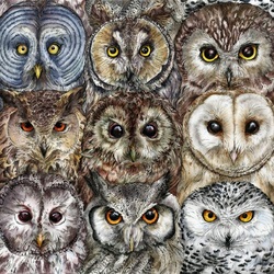 Jigsaw puzzle: Owls