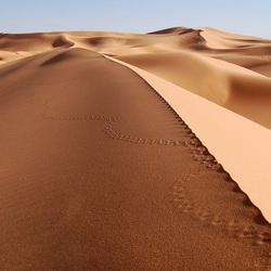 Jigsaw puzzle: Desert footprints
