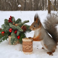 Jigsaw puzzle: We treat the squirrel