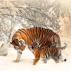 Jigsaw puzzle: Tigress and tiger