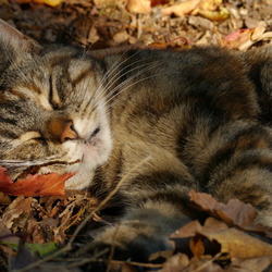 Jigsaw puzzle: Sweet dream on an autumn day