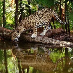 Jigsaw puzzle: Jaguar at a watering hole