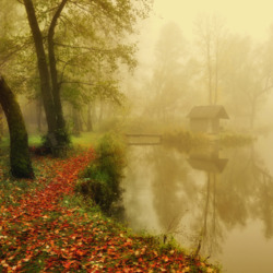 Jigsaw puzzle: Forest pond