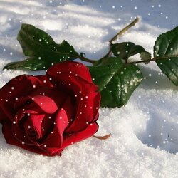 Jigsaw puzzle: Flower in the snow