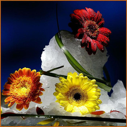 Jigsaw puzzle: Gerberas in the snow