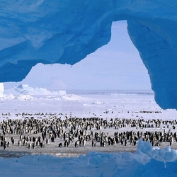 Jigsaw puzzle: Population of Antarctica
