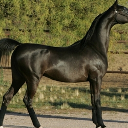 Jigsaw puzzle: Arabian stallion