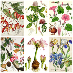 Jigsaw puzzle: For botany lovers