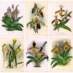 Jigsaw puzzle: Orchids in 19th century illustrations 