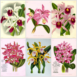 Jigsaw puzzle: Orchids in 19th century illustrations. Cattleya