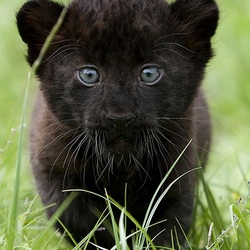 Jigsaw puzzle: Baby panther