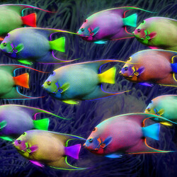 Jigsaw puzzle: Neon fish