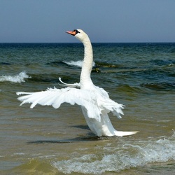 Jigsaw puzzle: Swan