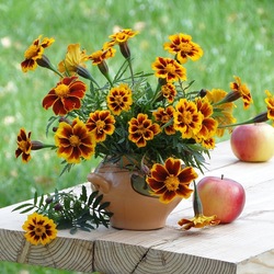 Jigsaw puzzle: Pot with marigolds