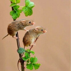Jigsaw puzzle: Baby mice