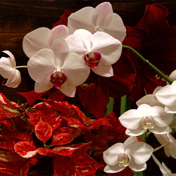 Jigsaw puzzle: New year orchids