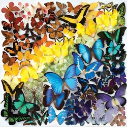 Jigsaw puzzle: Rainbow butterflies