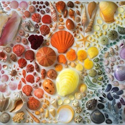Jigsaw puzzle: Rainbow seashells