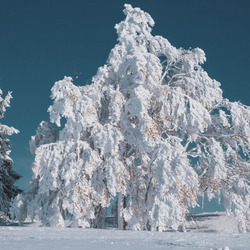 Jigsaw puzzle: Winter nature