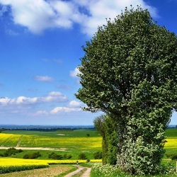Jigsaw puzzle: Summer in the countryside