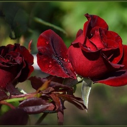 Jigsaw puzzle: Rose in the garden