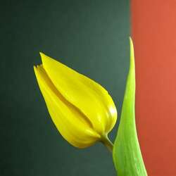 Jigsaw puzzle: Yellow tulip