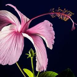 Jigsaw puzzle: Hibiscus