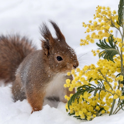 Jigsaw puzzle: Squirrel and mimosa