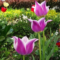 Jigsaw puzzle: Tulips in the garden