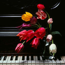 Jigsaw puzzle: Flowers to the musician