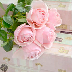 Jigsaw puzzle: Pink roses