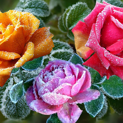 Jigsaw puzzle: Roses and hoarfrost