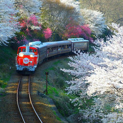 Jigsaw puzzle: Sakura blossom
