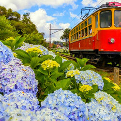 Jigsaw puzzle: Flower railway