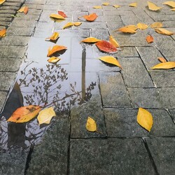 Jigsaw puzzle: After the rain