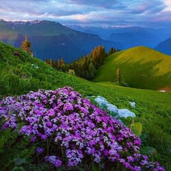 Jigsaw puzzle: Blooming mountains of Abkhazia