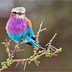 Jigsaw puzzle: Lilac-breasted Roller