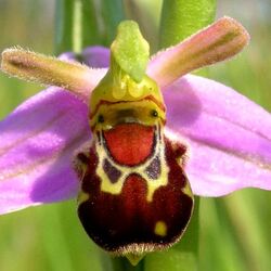 Jigsaw puzzle: Laughing Bumblebee Orchid