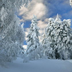 Jigsaw puzzle: Winter beauty in the forest