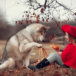 Jigsaw puzzle: Little red riding hood with wolf