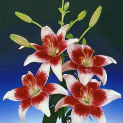 Jigsaw puzzle: Lily Strawberry and Cream
