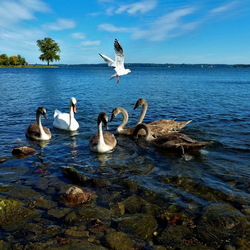 Jigsaw puzzle: Swans and seagull