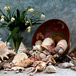 Jigsaw puzzle: Flowers and shells