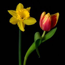 Jigsaw puzzle: Tulip and daffodil