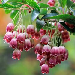 Jigsaw puzzle: Enkianthus bell-shaped
