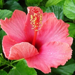 Jigsaw puzzle: Pink hibiscus