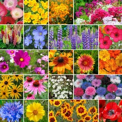 Jigsaw puzzle: Sea of flowers