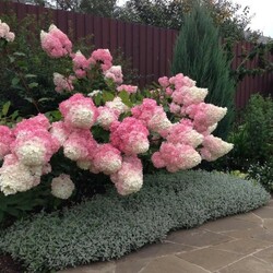 Jigsaw puzzle: Hydrangea at home